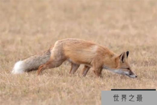 世界上最大的狐狸 赤狐体长可超70厘米(分布广泛)