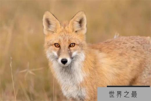 世界上最大的狐狸 赤狐体长可超70厘米(分布广泛)