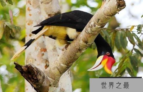 世界当中最有特色的鸟 马来犀鸟最独特(数量不稳定)