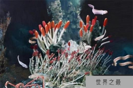 全球最耐热的动物 庞贝蠕虫把火山当泳池(耐高温)