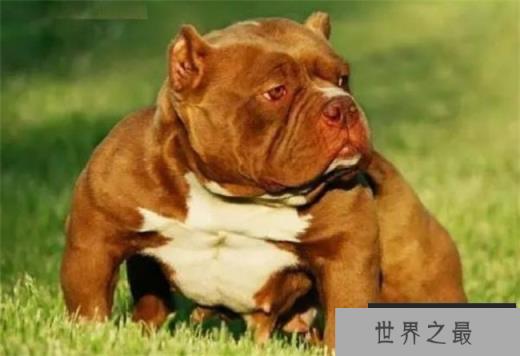 世界上肌肉最发达的狗 美国恶霸犬性格温柔(长相威猛)