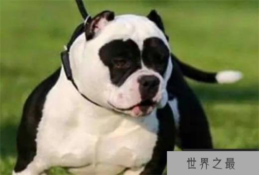 世界上肌肉最发达的狗 美国恶霸犬性格温柔(长相威猛) 世界上肌肉最发达的狗 美国恶霸犬性格温柔(长相威猛)