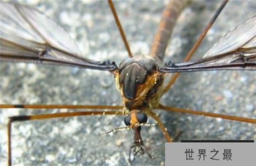 世界上最大的蚊子 金腹巨蚊致命的毒蚊子(传染性高)