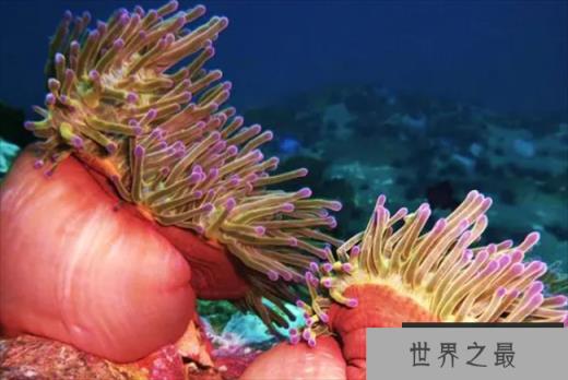 世界十大最漂亮的海葵 公主海葵光彩夺目(色泽鲜艳)