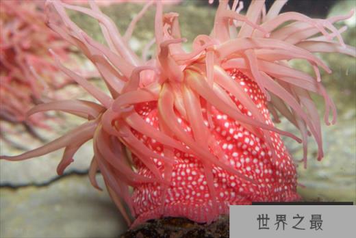 世界十大最漂亮的海葵 公主海葵光彩夺目(色泽鲜艳) 世界十大最漂亮的海葵 公主海葵光彩夺目(色泽鲜艳)