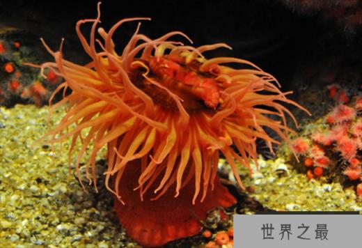 世界十大最漂亮的海葵 公主海葵光彩夺目(色泽鲜艳) 世界十大最漂亮的海葵 公主海葵光彩夺目(色泽鲜艳)
