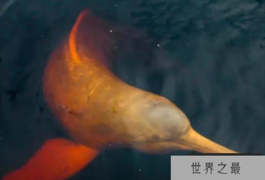 世界上最大的河豚 亚河豚体长达2.5米(颜色多变)