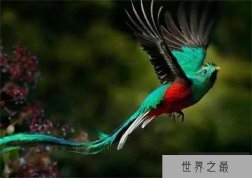 世界上最漂亮的鸟叫什么?凤尾绿咬鹃有华丽的外表(来于南美洲) 世界上最漂亮的鸟叫什么?凤尾绿咬鹃有华丽的外表(来于南美洲)