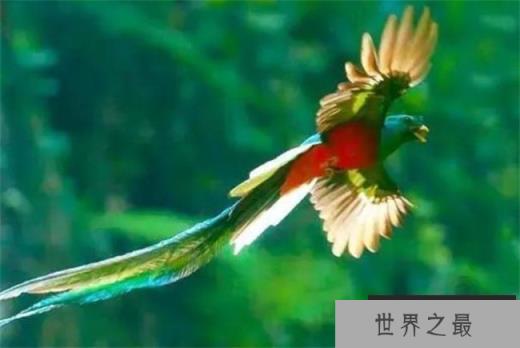 世界上最漂亮的鸟叫什么?凤尾绿咬鹃有华丽的外表(来于南美洲) 世界上最漂亮的鸟叫什么?凤尾绿咬鹃有华丽的外表(来于南美洲)