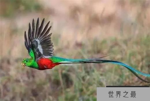 世界上最漂亮的鸟叫什么?凤尾绿咬鹃有华丽的外表(来于南美洲) 世界上最漂亮的鸟叫什么?凤尾绿咬鹃有华丽的外表(来于南美洲)