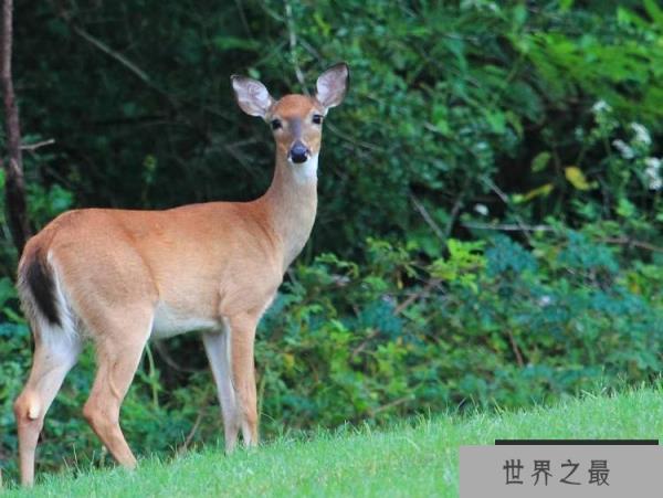 世界上最小的羚羊