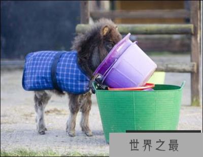世界上最小的马—拇指姑娘