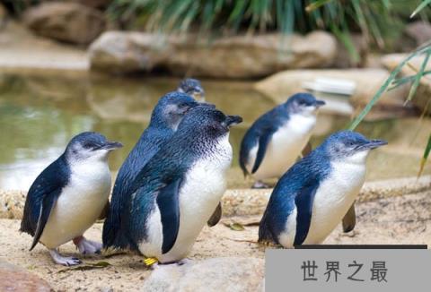 小蓝企鹅：世界上最小的企鹅