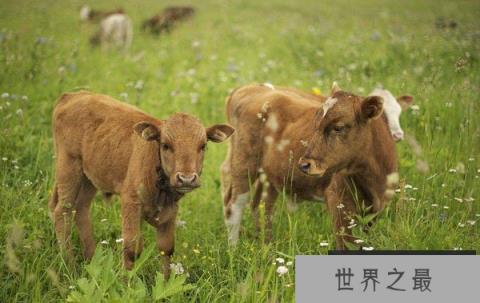 世界上最小的牛是什么牛 世界上最小的牛是什么牛