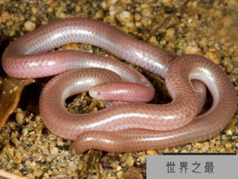 盲蛇:世界上最小的蛇 盲蛇:世界上最小的蛇
