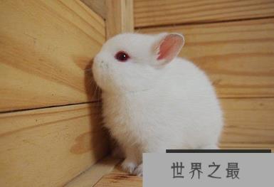 荷兰矮兔：世界上最小的兔子