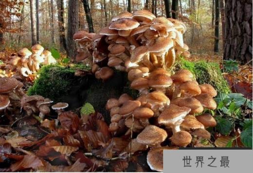 世界上最大的生物 巨型蜜环菌至少2400多年(仍不断生长)