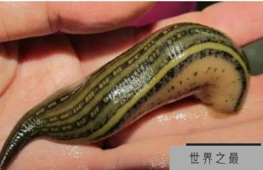 世界上最大的水蛭 暴君水蛭长达7米(以血液为生)