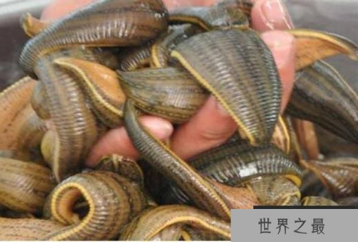 世界上最大的水蛭 暴君水蛭长达7米(以血液为生)