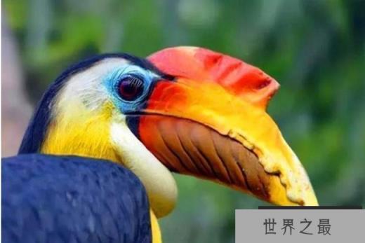世界上最大的犀鸟 盔犀鸟体长120厘米(体型较大)