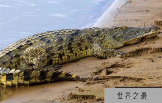 世界上咬合力最强动物 尼罗鳄可撕碎任何动物(攻击性强)