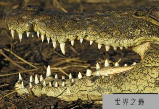 世界上咬合力最强动物 尼罗鳄可撕碎任何动物(攻击性强)