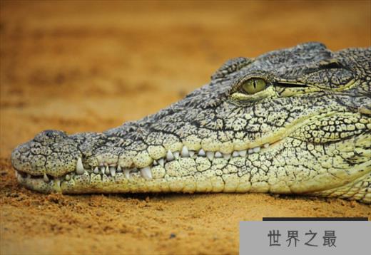 世界上咬合力最强动物 尼罗鳄可撕碎任何动物(攻击性强)