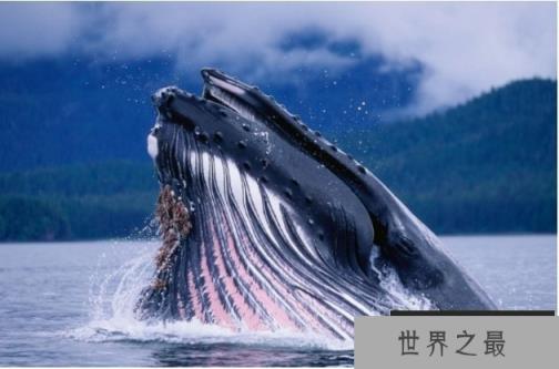 世界上最大的生物 蓝鲸最长达33.6米(体重180吨)