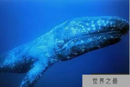 世界上最大的生物 蓝鲸最长达33.6米(体重180吨)