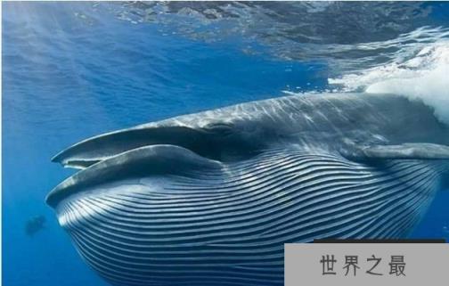 世界上最大的生物 蓝鲸最长达33.6米(体重180吨)