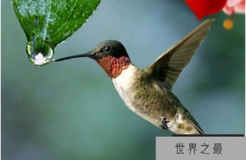 世界上最可爱的鸟 蜂鸟是世界上最小的鸟(体长5厘米) 世界上最可爱的鸟 蜂鸟是世界上最小的鸟(体长5厘米)