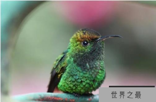 世界上最可爱的鸟 蜂鸟是世界上最小的鸟(体长5厘米) 世界上最可爱的鸟 蜂鸟是世界上最小的鸟(体长5厘米)