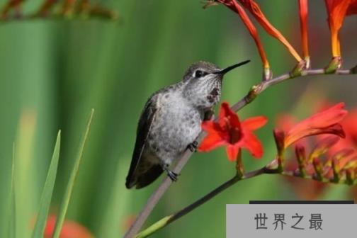 世界上最可爱的鸟 蜂鸟是世界上最小的鸟(体长5厘米) 世界上最可爱的鸟 蜂鸟是世界上最小的鸟(体长5厘米)