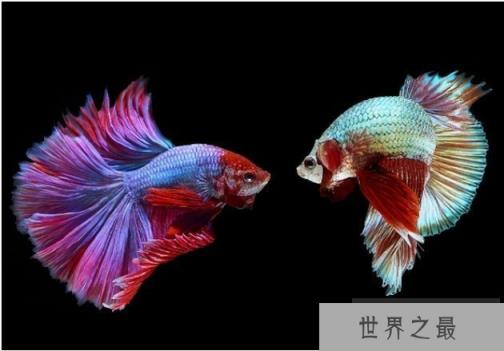 世界上最漂亮的鱼类 五彩搏鱼色彩绚丽(泰国斗鱼)