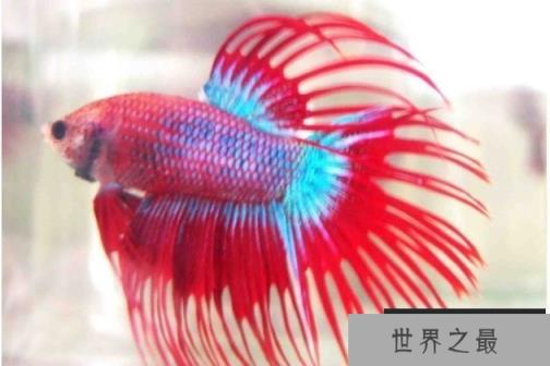 世界上最漂亮的鱼类 五彩搏鱼色彩绚丽(泰国斗鱼)