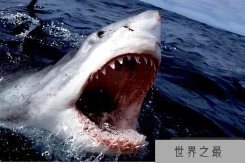 世界上最强的鲨鱼 大白鲨是最大的食肉性鱼类(称海洋霸主)