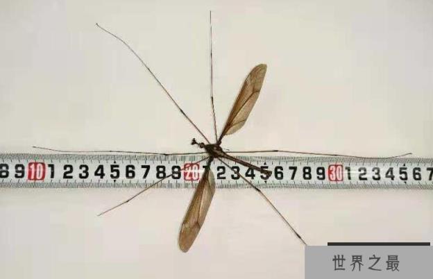 世界最大的蚊子 长达25.8厘米