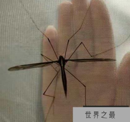 世界最大的蚊子 长达25.8厘米