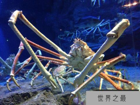 世界上最大的变异螃蟹，日本巨型杀人蟹