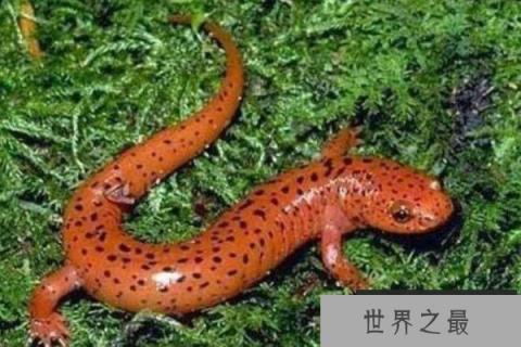 世界上最奇异的10种动物,你认识几种?