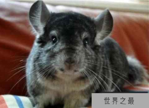 世界上最奇异的10种动物,你认识几种?