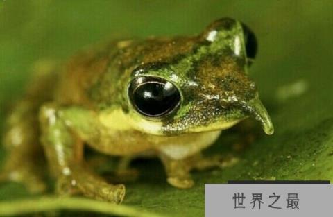 世界上最奇异的10种动物,你认识几种?