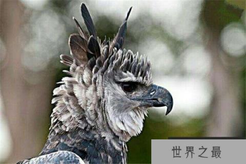 世界上最大的鹰,角雕体长达108厘米 世界上最大的鹰,角雕体长达108厘米