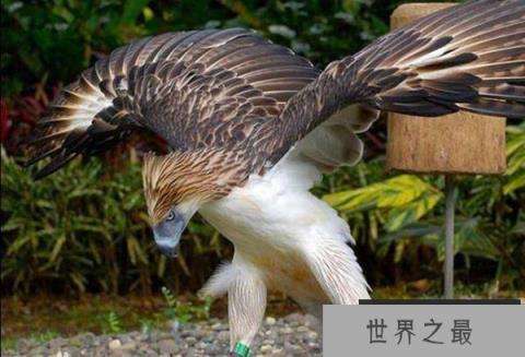 世界上最大的鹰,角雕体长达108厘米 世界上最大的鹰,角雕体长达108厘米