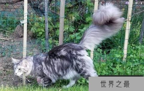 世界上尾巴最长的猫，缅因猫尾巴长达45厘米