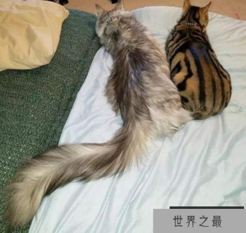 世界上尾巴最长的猫，缅因猫尾巴长达45厘米
