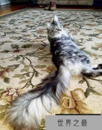 世界上尾巴最长的猫，缅因猫尾巴长达45厘米