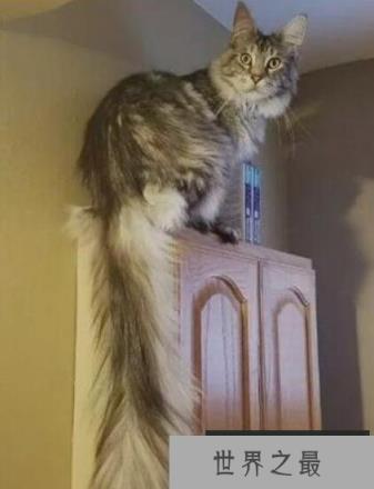 世界上尾巴最长的猫，缅因猫尾巴长达45厘米