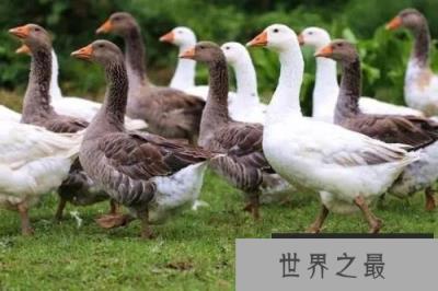 世界上最凶猛的家禽,家鹅十分好斗 世界上最凶猛的家禽,家鹅十分好斗