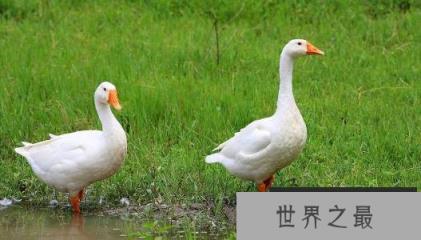 世界上最凶猛的家禽,家鹅十分好斗 世界上最凶猛的家禽,家鹅十分好斗